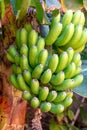 Tropical banana palm tree with green banana fruits growing on plantation on Gran Canaria island, Spain Royalty Free Stock Photo