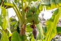 Tropical banana palm tree with green banana fruits growing on pl Royalty Free Stock Photo