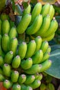 Tropical banana palm tree with green banana fruits growing on plantation on Gran Canaria island, Spain Royalty Free Stock Photo