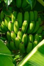 Tropical banana palm tree with green banana fruits growing on plantation on Gran Canaria island, Spain Royalty Free Stock Photo