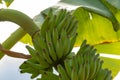 Tropical banana palm tree with green banana fruits growing on plantation on Gran Canaria island, Spain Royalty Free Stock Photo