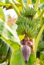 Tropical banana palm tree with green banana fruits growing on plantation on Gran Canaria island, Spain Royalty Free Stock Photo