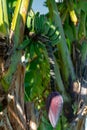 Tropical banana palm tree with green banana fruits growing on plantation on Gran Canaria island, Spain Royalty Free Stock Photo