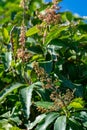 Tropical banana palm tree with green banana fruits growing on plantation on Gran Canaria island, Spain Royalty Free Stock Photo