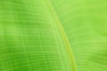 Tropical banana palm tree green leaf Close up texture as background. Natural eco background of exotic banana palm leaves Royalty Free Stock Photo