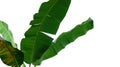 Tropical banana tree leaves, nature frame layout isolated on whi Royalty Free Stock Photo