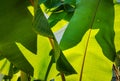 Tropical bananas leaves illuminated back light by the sun. Green yellow exotic natural textured background. Banana leaf