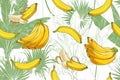 Vector Tropical bananas palm, textural seamless pattern. Royalty Free Stock Photo