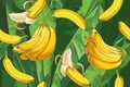 Vector Tropical bananas palm, textural seamless pattern. Royalty Free Stock Photo