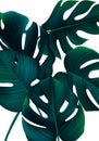 Tropical Banner with Realistic Monstera Leaves. Minimalist Jungle Bg. Exotic Background with Palm Leaves Royalty Free Stock Photo