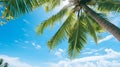Tropical beach background with palm tree and azure sea Royalty Free Stock Photo