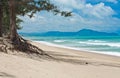 Tropical beach with Casuarina tree Royalty Free Stock Photo
