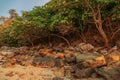 Tropical beach coastline with rocks and jungle plants in the warm sunset light of the sun Royalty Free Stock Photo