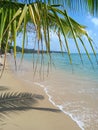 Tropical beach with coconut palm tree leaves, blue sky and ocean wave background.