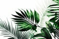 Tropical beach coconut palm tree leaves isolated on white background. Generative AI Royalty Free Stock Photo