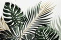 Tropical beach coconut palm tree leaves isolated on white background. Generative AI Royalty Free Stock Photo