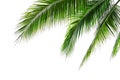 Tropical Beach Coconut Palm Tree Leaves Isolated On White Background, Green Palm Fronds Layout For Summer And Tropical Nature