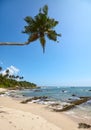 Tropical beach with coconut palm tree on a sunny summer day Royalty Free Stock Photo