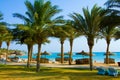 Tropical Beach with Coconut Palm Trees Royalty Free Stock Photo