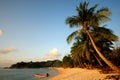 Tropical beach Coconut Tree Natural Sea Concept