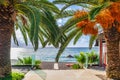 Tropical beach with date palm tree and turquoise blue waters. Palm tree with green leaves and growing dates Royalty Free Stock Photo