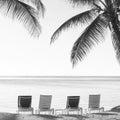 Tropical Beach Deckchairs Black and White Royalty Free Stock Photo