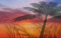 Tropical beach exotic island Palm  tropical tree leaves silhouette  on front sunset sky nature landscape concept , background temp Royalty Free Stock Photo