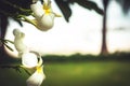 Tropical beach holidays background with beautiful plumeria flowers with blurred beach background in vintage style