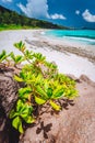 Tropical beach at La Digue island, Seychelles. Lush green vegetation on white sand paradise beach. Turquoise blue lagoon Royalty Free Stock Photo