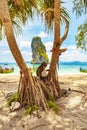 Tropical beach with monkey in Krabi, Thailand Royalty Free Stock Photo