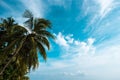 Tropical beach. leaves of palm trees sticking out from the corners of the frame. Palm tree, leaves in front of the blue sea Royalty Free Stock Photo