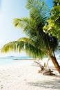 Tropical beach. leaves of palm trees sticking out from the corners of the frame. Palm tree, leaves in front of the blue sea Royalty Free Stock Photo