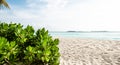 Tropical beach. leaves of palm trees sticking out from the corners of the frame. Palm tree, leaves in front of the blue sea Royalty Free Stock Photo