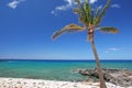 Tropical Beach and palm tree