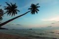 Tropical beach with palm tree at amazing dusk. Nature.