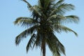 Tropical beach palm tree with coconuts Royalty Free Stock Photo