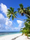 Tropical beach with palm trees, Maldives Royalty Free Stock Photo