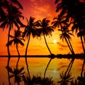 Tropical beach with palm tress silhouettes at vivid sunset with reflection