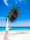 Tropical beach with palm, white sand and blue ocean wave in Maldives islands Royalty Free Stock Photo