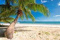 Tropical beach and palms in Jamaica on Caribbean sea