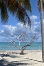 Tropical beach, palms. Varadero, Cuba. Royalty Free Stock Photo