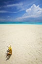 Tropical beach with a palmtree Royalty Free Stock Photo