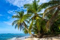 Tropical beach. Peaceful Caribbean beach with palm tree. Bastimentos Island, Bocas del Toro, Central America, Panama. Royalty Free Stock Photo