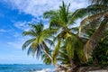 Tropical beach. Peaceful Caribbean beach with palm tree. Bastimentos Island, Bocas del Toro, Central America, Panama. Royalty Free Stock Photo