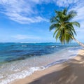 Tropical beach. Peaceful Caribbean beach with palm tree. Bastimentos Island, Bocas del Toro, Central America, Panama. Royalty Free Stock Photo