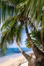 Tropical beach. Peaceful Caribbean beach with palm tree. Bastimentos Island, Bocas del Toro, Central America, Panama. Royalty Free Stock Photo