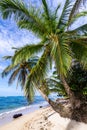 Tropical beach. Peaceful Caribbean beach with palm tree. Bastimentos Island, Bocas del Toro, Central America, Panama. Royalty Free Stock Photo