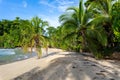 Tropical beach. Peaceful Caribbean beach with palm tree. Bastimentos Island, Bocas del Toro, Central America, Panama. Royalty Free Stock Photo