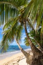 Tropical beach. Peaceful Caribbean beach with palm tree. Bastimentos Island, Bocas del Toro, Central America, Panama. Royalty Free Stock Photo