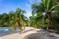 Tropical beach. Peaceful Caribbean beach with palm tree. Bastimentos Island, Bocas del Toro, Central America, Panama. Royalty Free Stock Photo